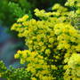 Gros plan sur des fleurs de verge d'or jaune vif