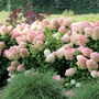 Bright pink blooms from Little Lime Punch panicle hydrangea