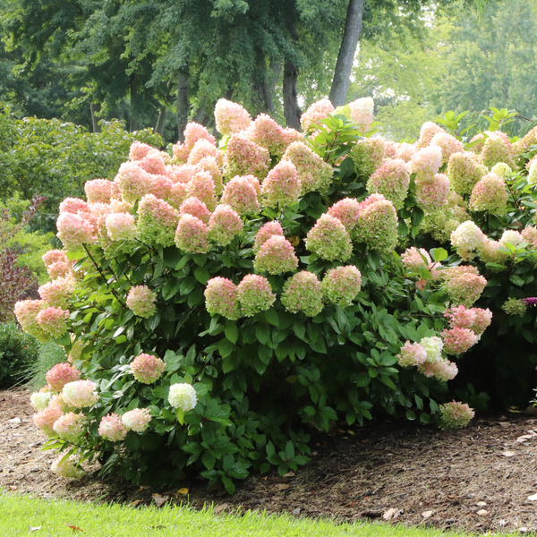 Little Lime Punch® Panicle Hydrangea For Sale | Proven Winners