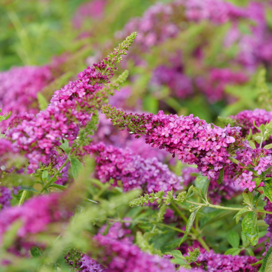 Vibrant pink butterfly bush flowers