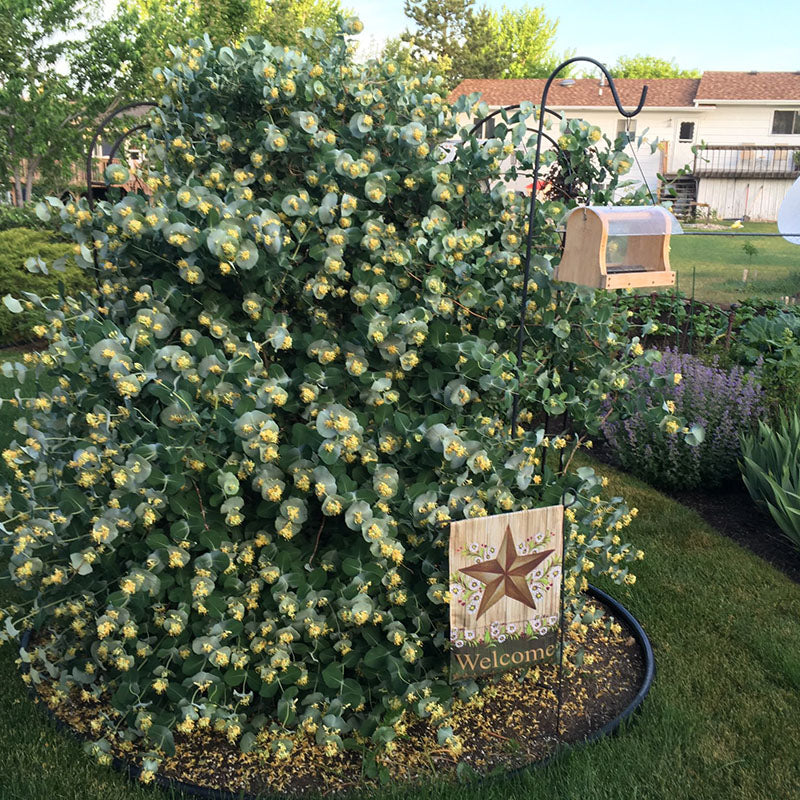 Frosty green foliage and yellow flowers from Kintzley's Ghost Honeysuckle