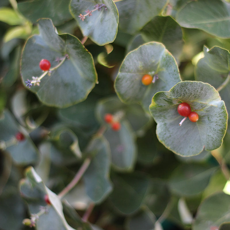 Kintzley's Ghost® Honeysuckle Vine | Proven Winners – Great Garden