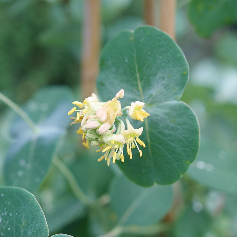 Frosty green foliage and yellow flowers from Kintzley's Ghost Honeysuckle