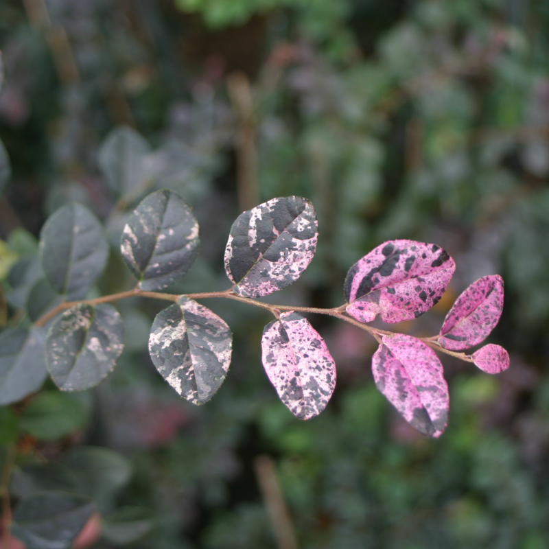 Unique foliage on Jazz Hands Variegated® Chinese Fringe-Flower. 