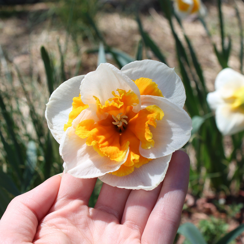 Main tenant une jonquille blanche et jaune sur fond naturel flou