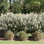 Hedge full of white aronia shrubs
