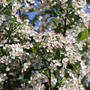 Close up image of white flowers with delicate pink stamens from an aronia shrub