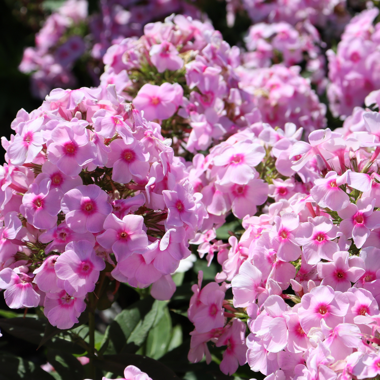 Close up image of pink phlox flowers in sunny garden