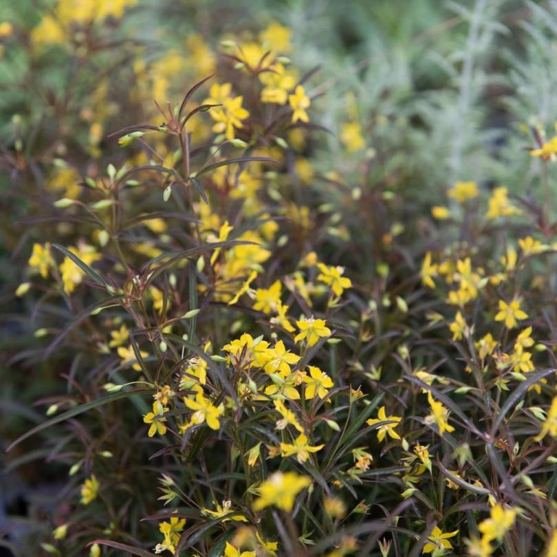 Fleurs de Lysimaque jaunes à feuilles rouge foncé sur un fond naturel flou