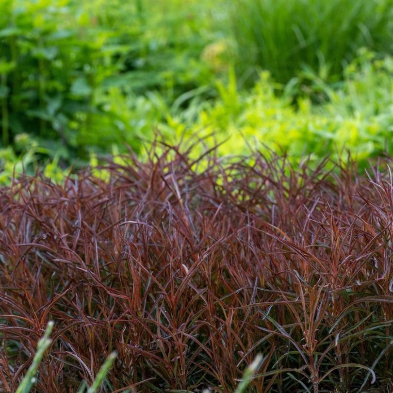 Gros plan sur le feuillage rouge et vert de Lysimaque avec un fond vert flou.
