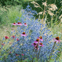 Les fleurs argentées givrées du panicaut maritime magique s'harmonisent parfaitement avec les échinacées roses au jardin.