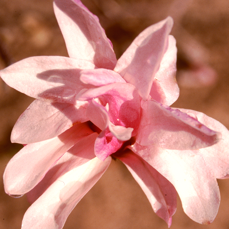 The ‘Leonard Messel’ Magnolia has blush pink star shaped blooms.