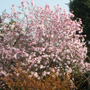  The ‘Leonard Messel’ Magnolia can be used as a small tree or large shrub!