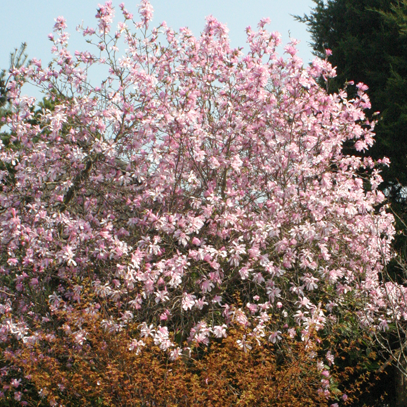  The ‘Leonard Messel’ Magnolia can be used as a small tree or large shrub!