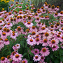 Magnus Superior Coneflower with vivid purple petals radiating from a large copper center.