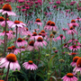 Magnus Superior Coneflower with vivid purple petals radiating from a large copper center.