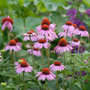 Magnus Superior Coneflower with vivid purple petals radiating from a large copper center.
