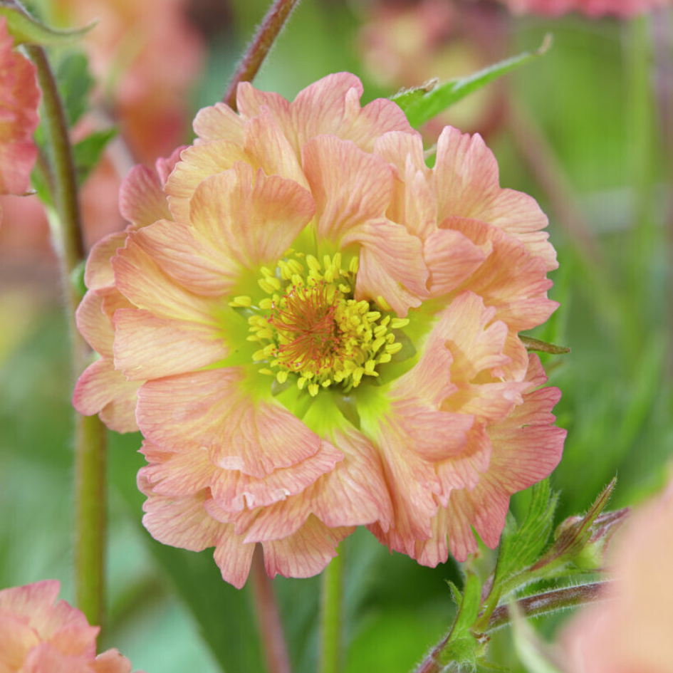 Gros plan sur une magnifique fleur de geum rose pêche avec un œil jaune vif