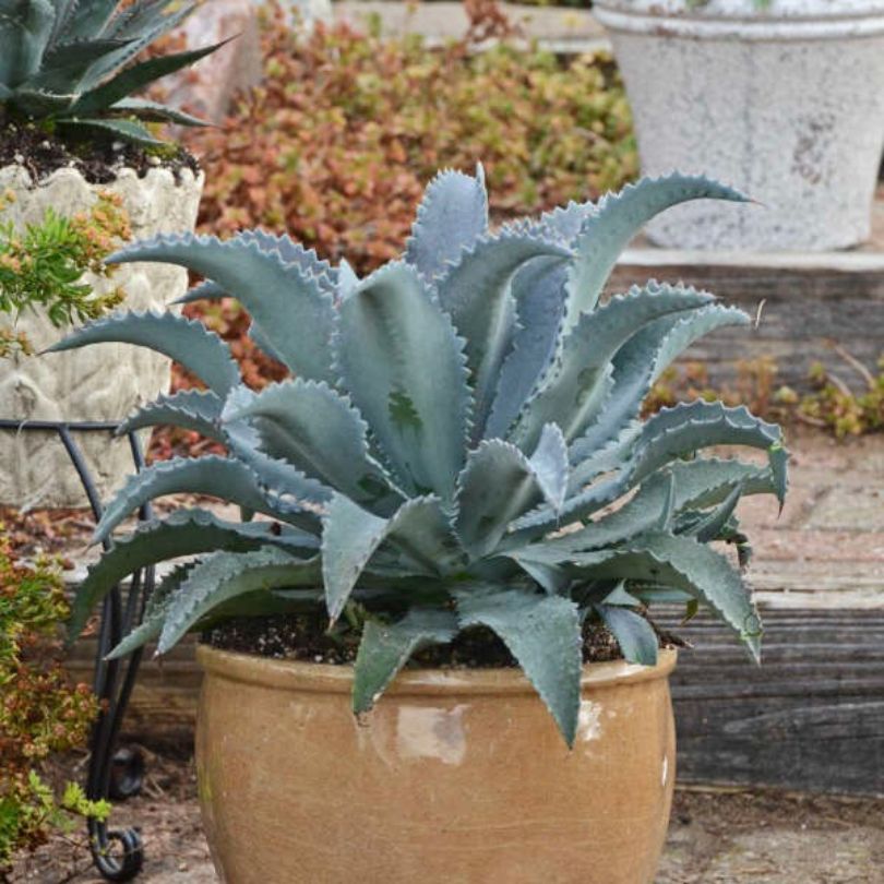 mangave plant indoors 'Silver Fox' Mangave