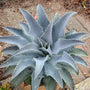 Plante de mangave bleu-vert épineuse sur fond flou