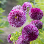 Gros plan sur les fleurs panachées violettes et blanches du dahlia 'Marble Ball'.