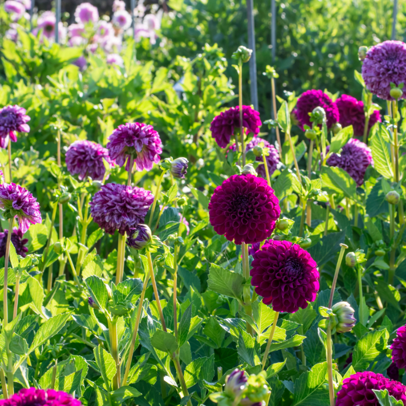 Le dahlia 'Marble Ball' présente des fleurs panachées uniques de violet et de blanc, aux pétales doubles formant une boule parfaite.