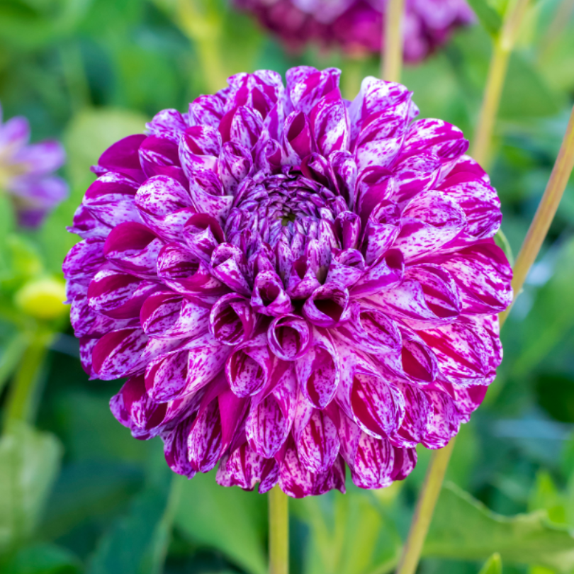Le dahlia 'Marble Ball' possède des fleurs parfaitement rondes, panachées de violet et de blanc.