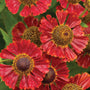 A close up of burgundy red petals and brown centers on Mariachi Salsa Sneezeweed