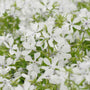Close-up of white woodland phlox flowers with green leaves