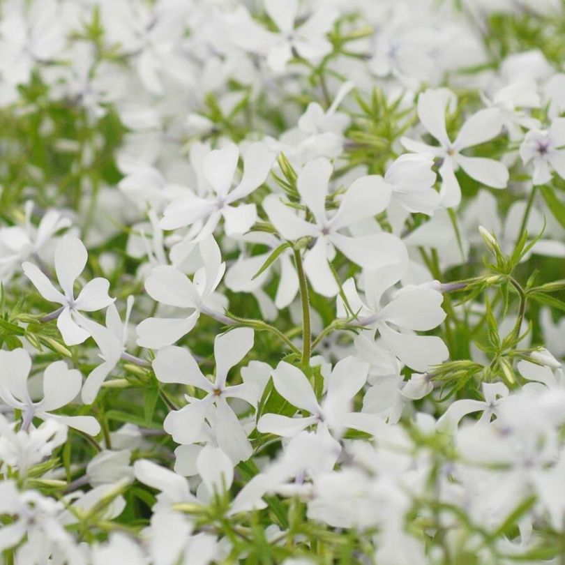Close-up of white woodland phlox flowers with green leaves