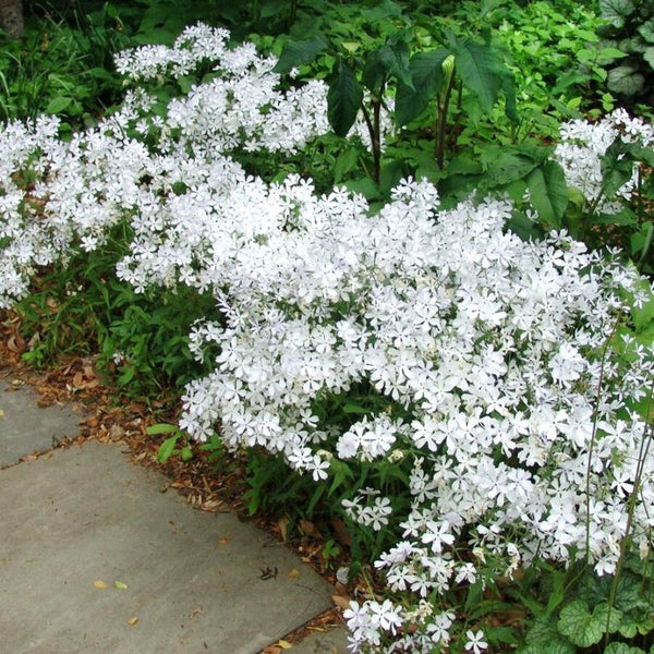 May Breeze' Woodland Phlox For Sale | Perennials – Great Garden Plants