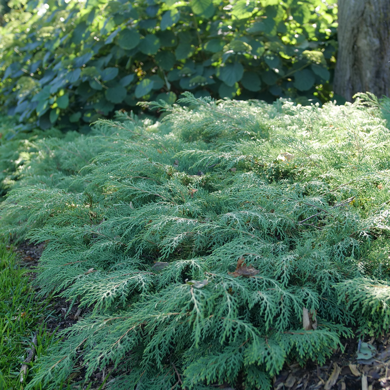 Celtic Pride Siberian Cypress foliage in the garden. 