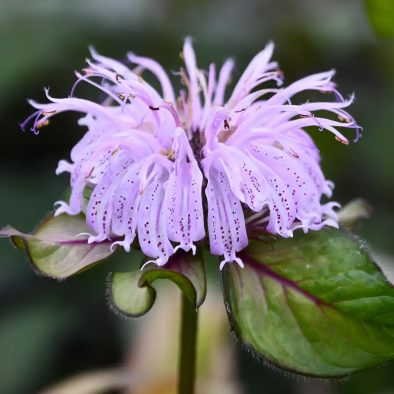 La monarde orientale 'Midnight Oil' présente des fleurs tubulaires roses et crème sur des feuilles vertes à bordeaux.