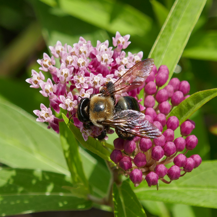 Great Garden Plants Cinderella Swamp Milkweed - Thumbnail 2