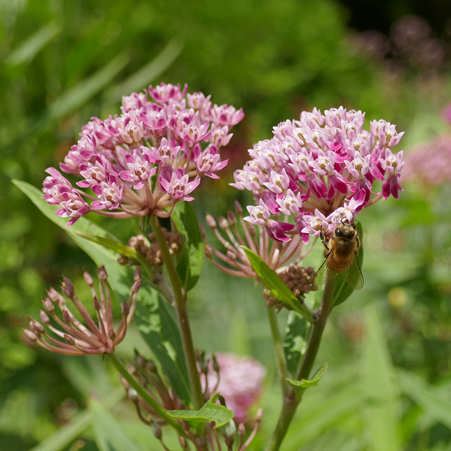 Great Garden Plants Cinderella Swamp Milkweed