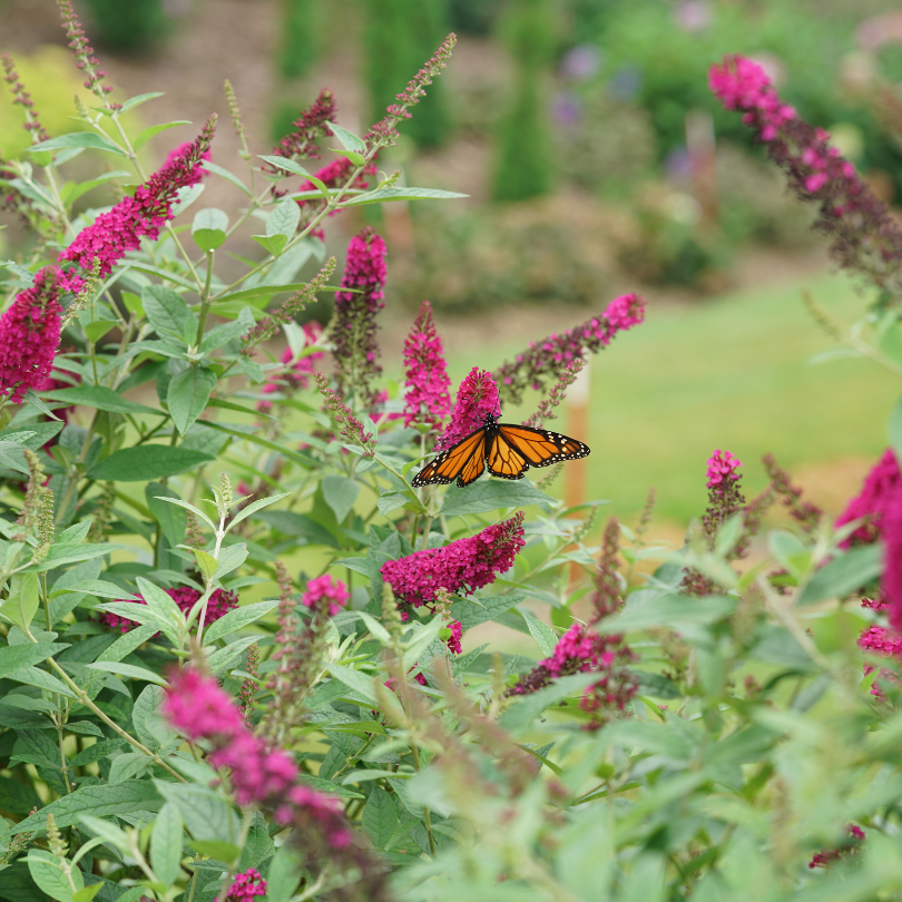 Monarch butterfly perched on pink Buddleia flowers in a garden setting