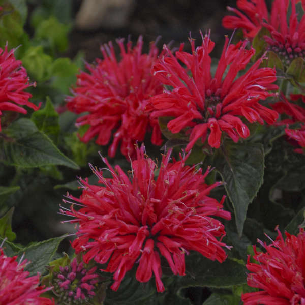 Des fleurs rose cerise foncé se dressent au-dessus d'un feuillage vert foncé