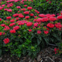 Des fleurs rose cerise foncé se dressent au-dessus d'un feuillage vert foncé