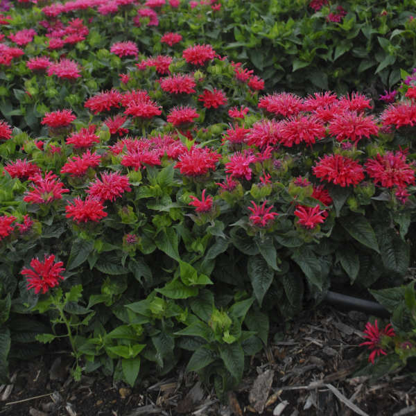 Des fleurs rose cerise foncé se dressent au-dessus d'un feuillage vert foncé