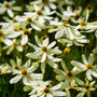 Close up image of white/yellow 'Moonbeam' tickseed flowers