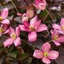 Close-up of pink clematis flowers with green centers and purple foliage