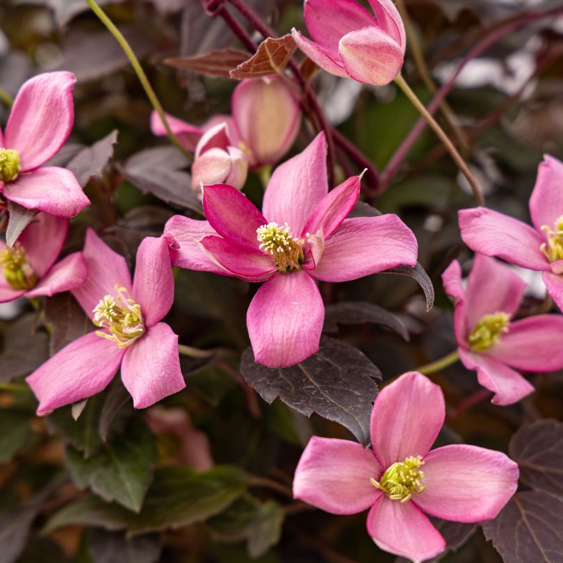 Close-up of pink clematis flowers with green centers and purple foliage