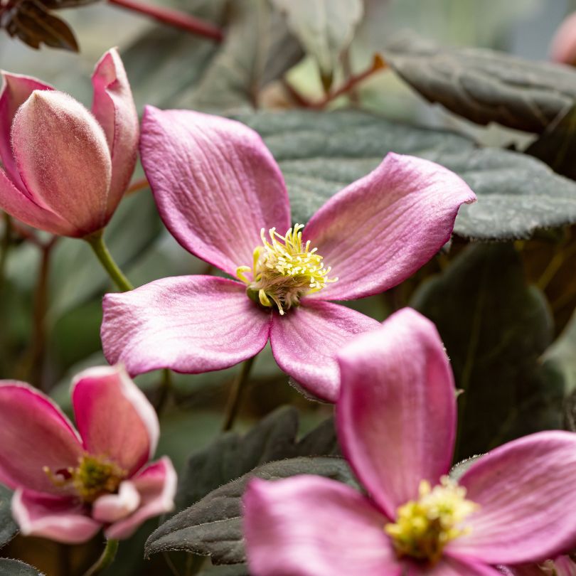 Close up image of pink clematis flower with prominent yellow centers