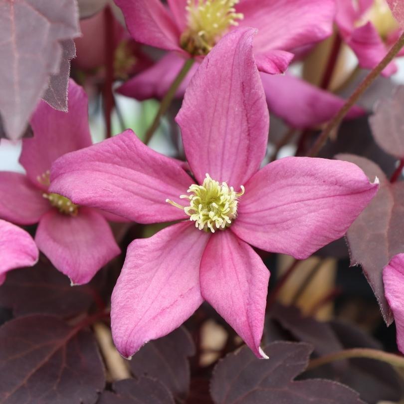Gros plan sur la fleur rose à cœur vert de la clématite Moongate Mocha™, entourée de fleurs et de feuilles similaires.