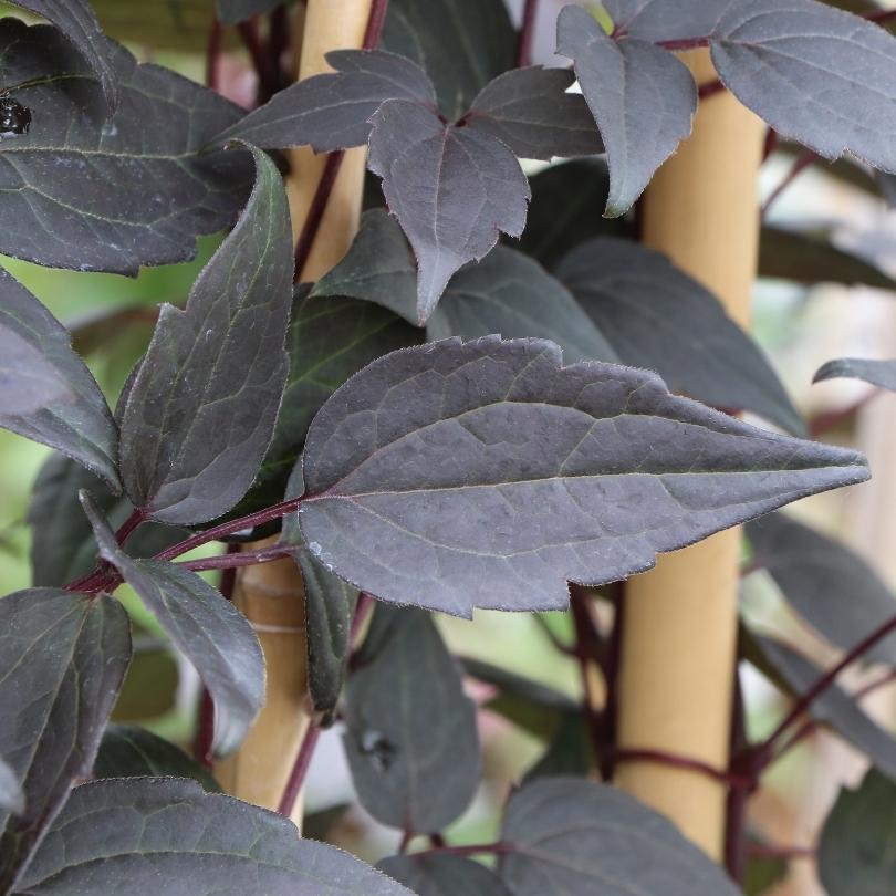 Gros plan de feuilles vert foncé sur fond flou