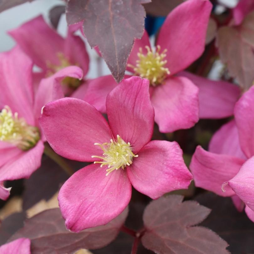 Gros plan sur des fleurs de clématite roses à cœur jaune et feuilles foncées.