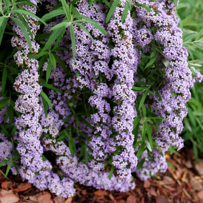 The long racemes of lavender flowers on Mop Top fountain butterfly bush.