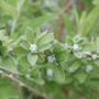 Small white buds of Mop Top fountain butterfly bush on dainty green leaves