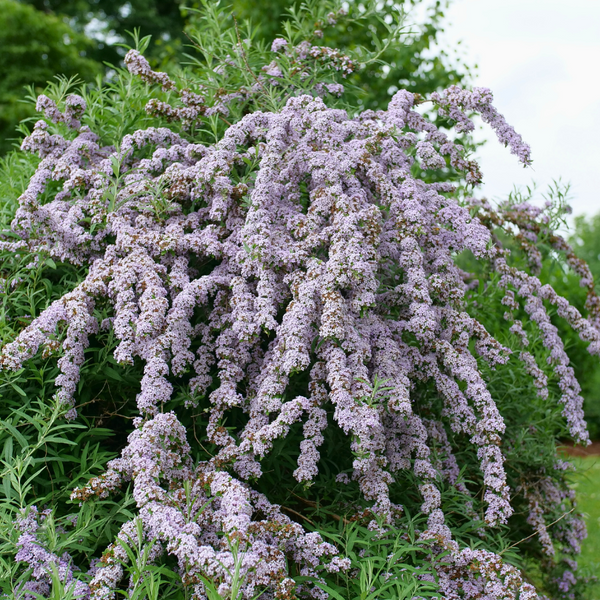 Mop Top™ Fountain Butterfly Bush (Buddleia) – Great Garden Plants