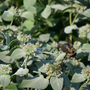 Up close image of bumble bee feeding on mountain mint flowers